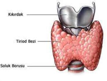 Gebelikte Tiroid